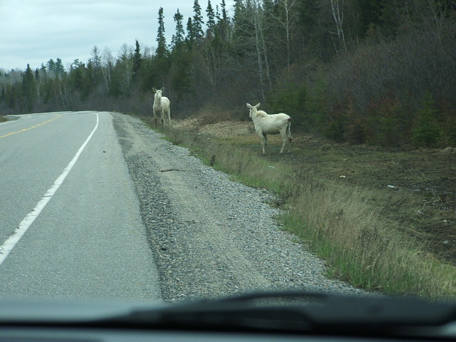 Two Albino Moose