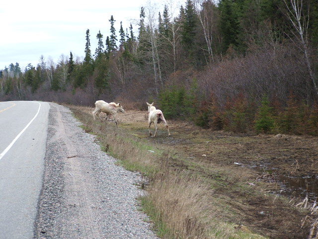 Albino Moose calfs