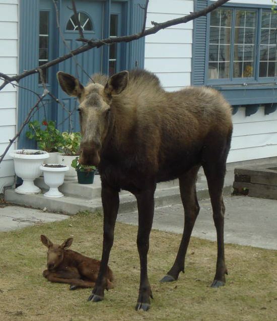 Moose and Baby
