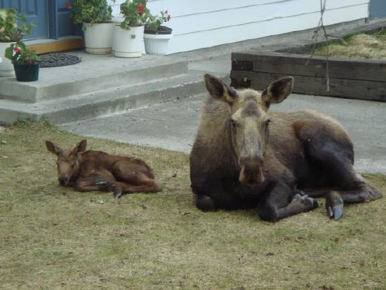 Momma and Baby Moose resting