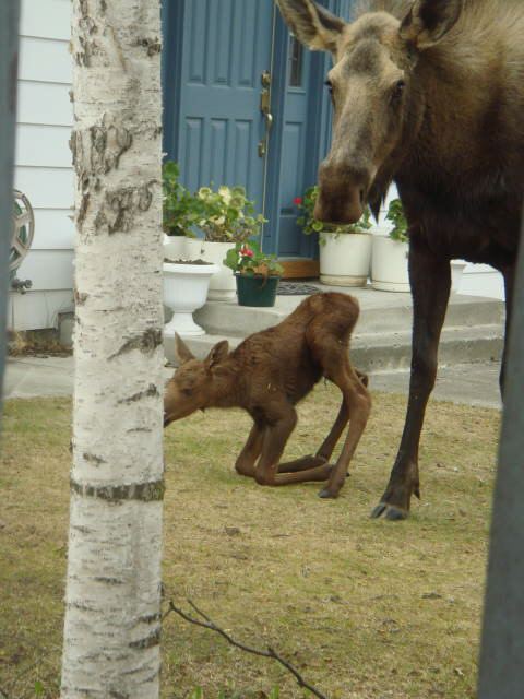 Baby and Momma Moose