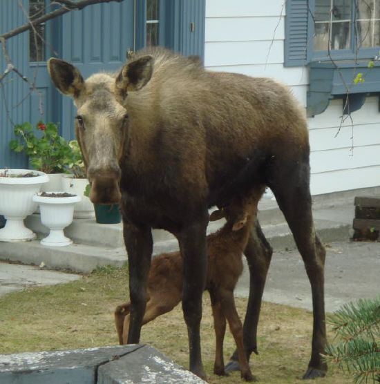 Baby Moose Hungry