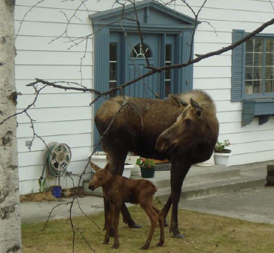 Momma nd Baby Moose