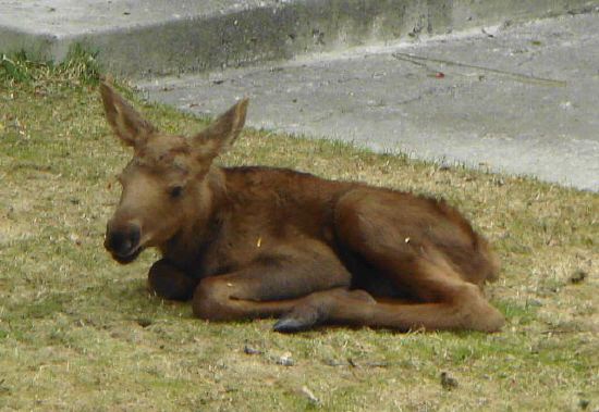 Baby Moose