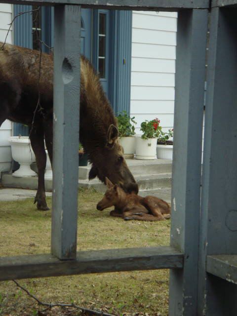 Momma Cleaning Baby Moose