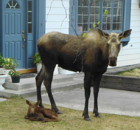 Resting Baby Moose