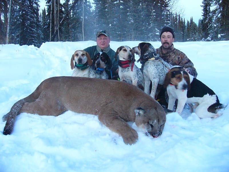Big Cougar with Hounds