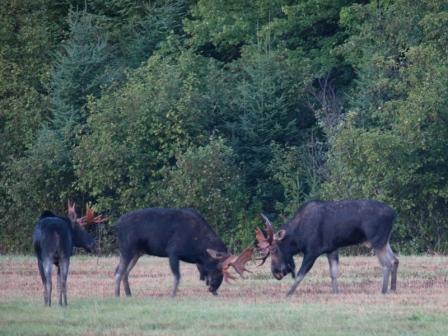 Maine Bull Moose Fighting