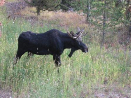 Walking Moose