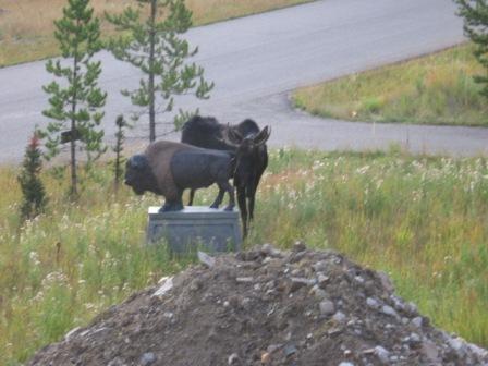 Moose and Buffalo Statue