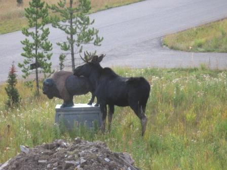 Moose behind Buffalo Statue