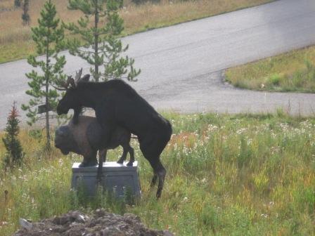 Moose and Statue