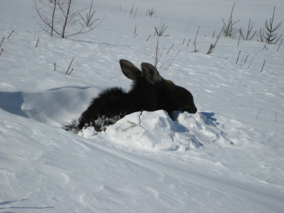 Moose Stuck In snow