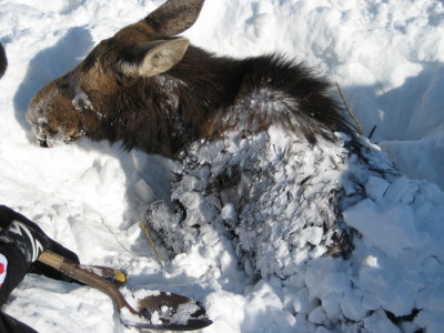 Shoveling out the moose
