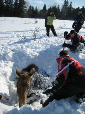 Shoveling around the Moose