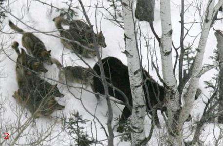 Pack of Wolves at First attack on Moose