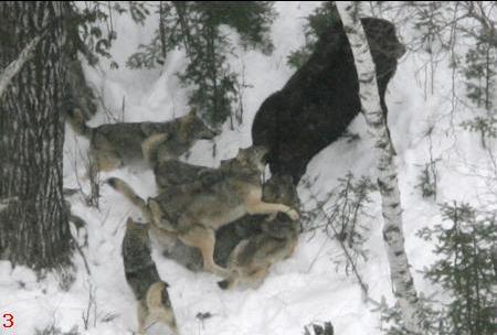 Wolves attacking Moose
