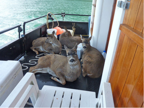 Sitka Deer on Boat