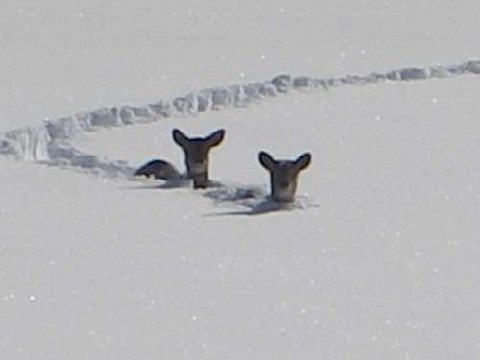 Deer in Deep Snow
