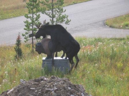 moose4.JPG